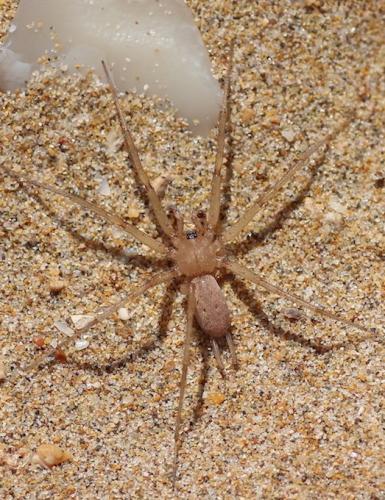 Pterotricha sp.
